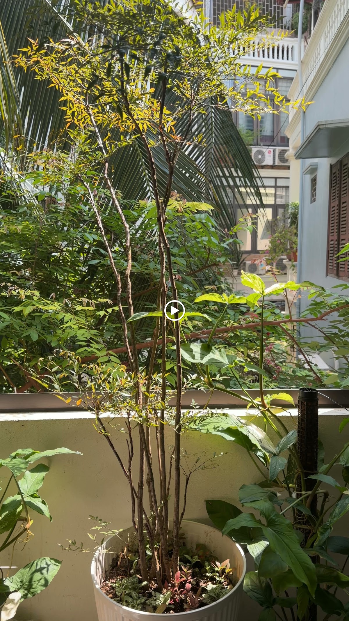 Ngoại cảnh Times City • Đường Chạy Bộ Dưới Tán Cây Xanh Mát