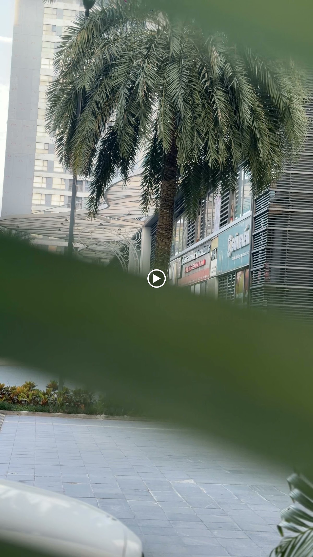 Ngoại cảnh Times City • Tán Cây Râm Mát Nhìn Xuyên Lên Bầu Trời