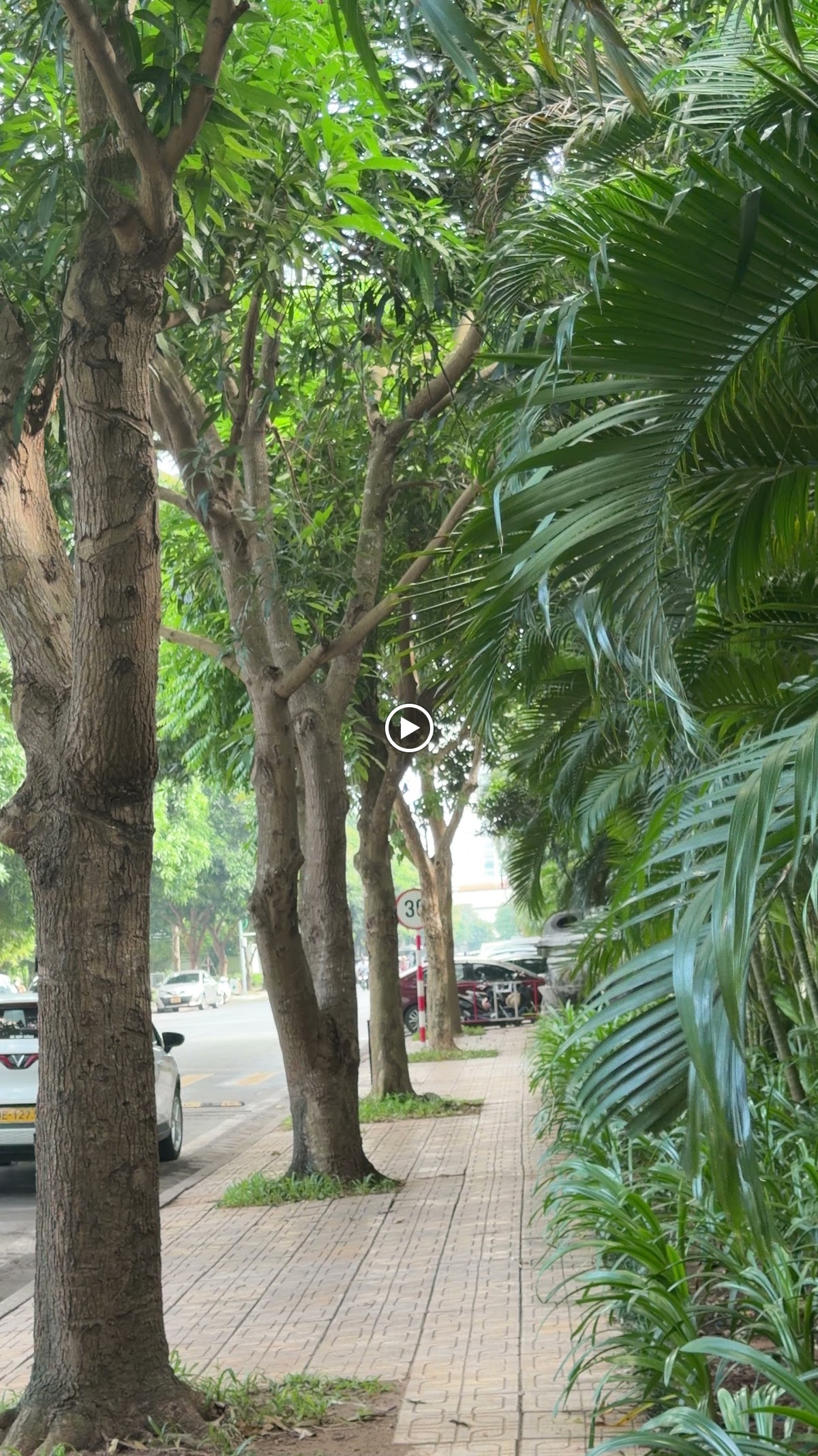 Ngoại cảnh Times City • Vòm Cây Xanh Mát Soi Bóng Con Đường Nhỏ