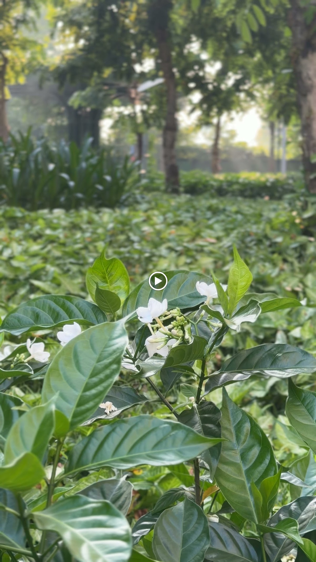 Ngoại cảnh Times City • Vòm Cây Xanh Tràn Ngập Khung Hình (80%+ Green)