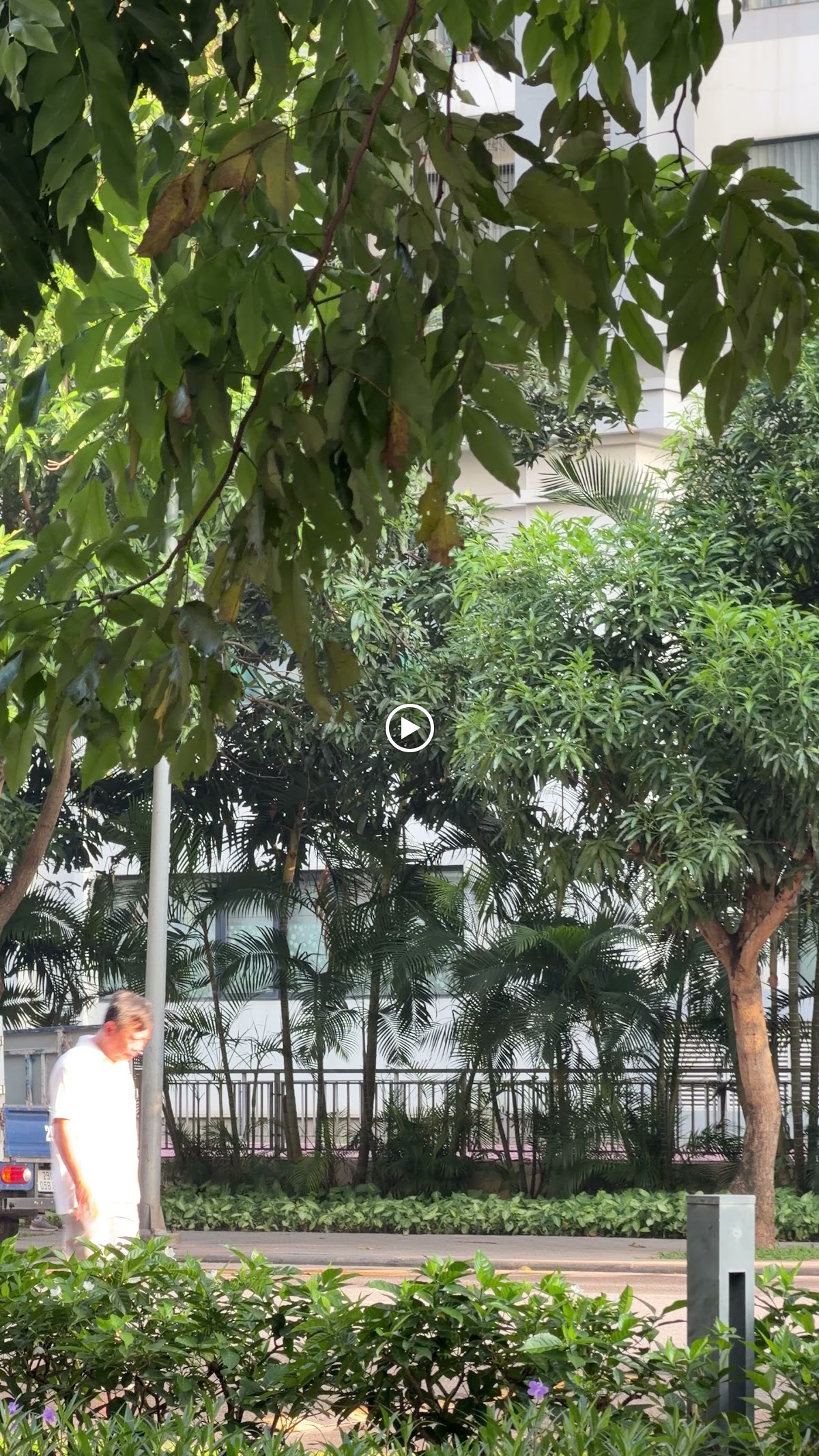 Ngoại cảnh Times City • Vòm Lá Xanh Soi Nắng Vàng Buổi Sáng