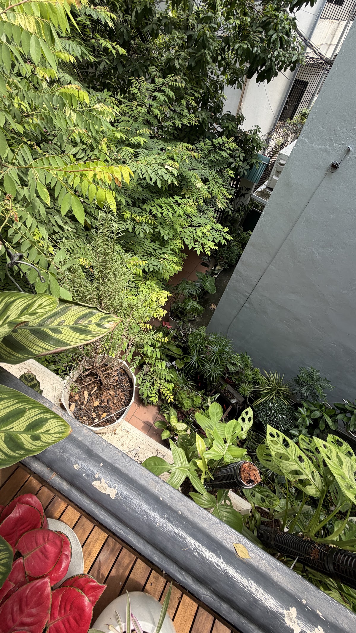 Ngoại cảnh Times City • Giàn Pergola Đan Hoa Đón Ánh Sáng Ban Mai